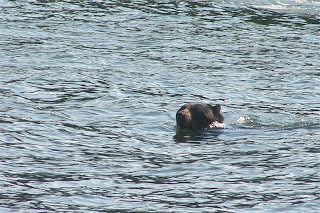 How does a bear cool off at Deep Creek Lake? How else?