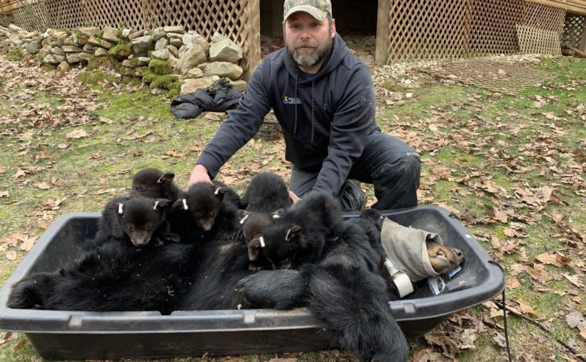 DNR black bear den survey proves productive